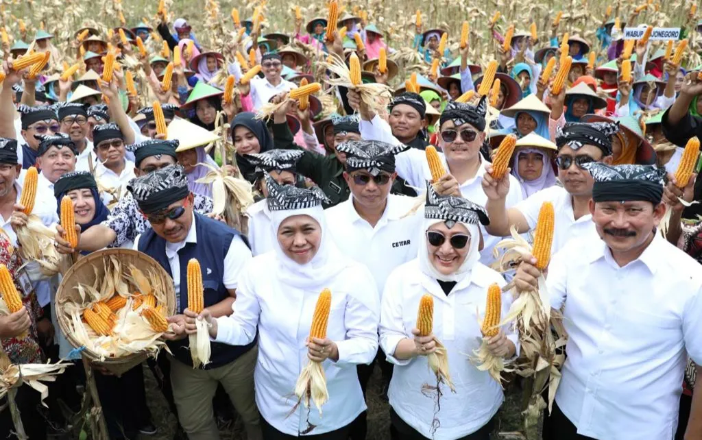 Gubernur Khofifah Dorong Produktivitas Jagung di Jatim 
