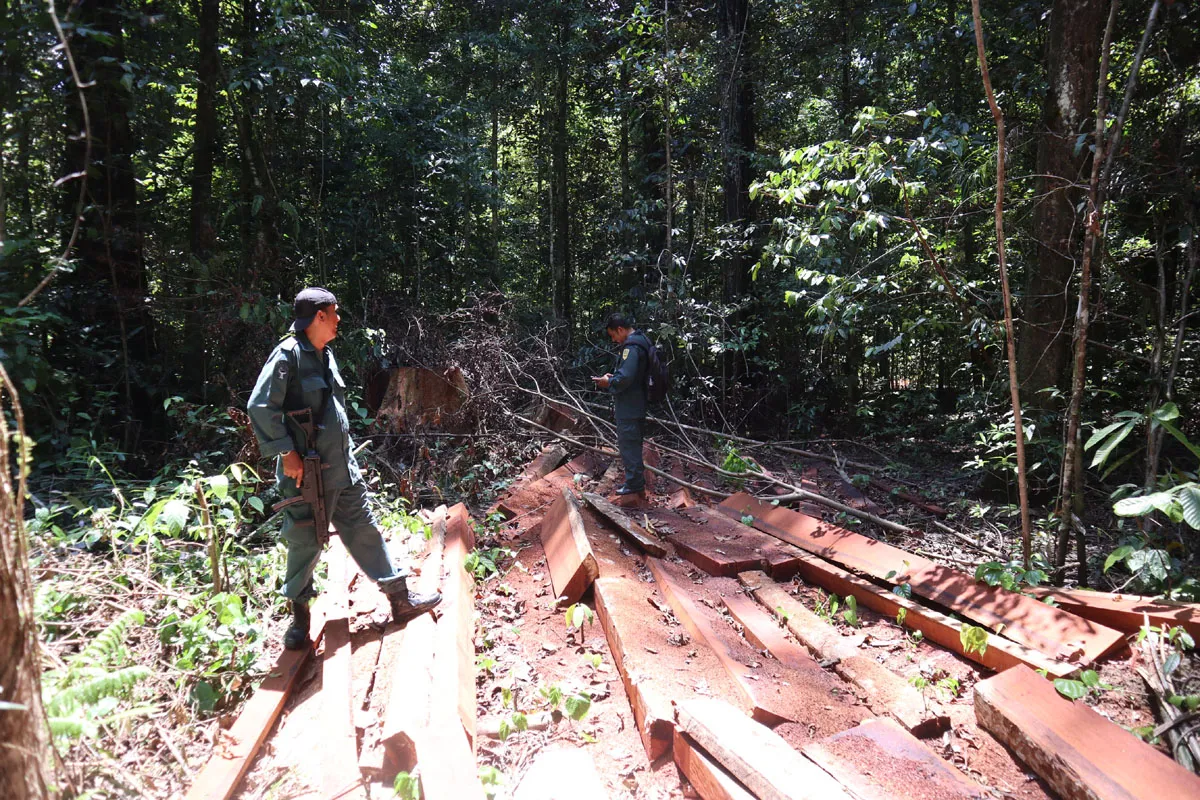 Penampakan Hutan Maluku Tengah yang dibalak Secara Liar