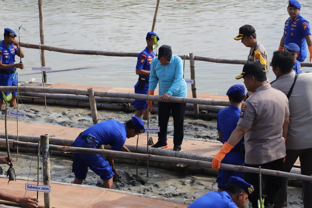 Peringati HPSN, Risma Tanam Pohon Mangrove di TPI Romokalisari