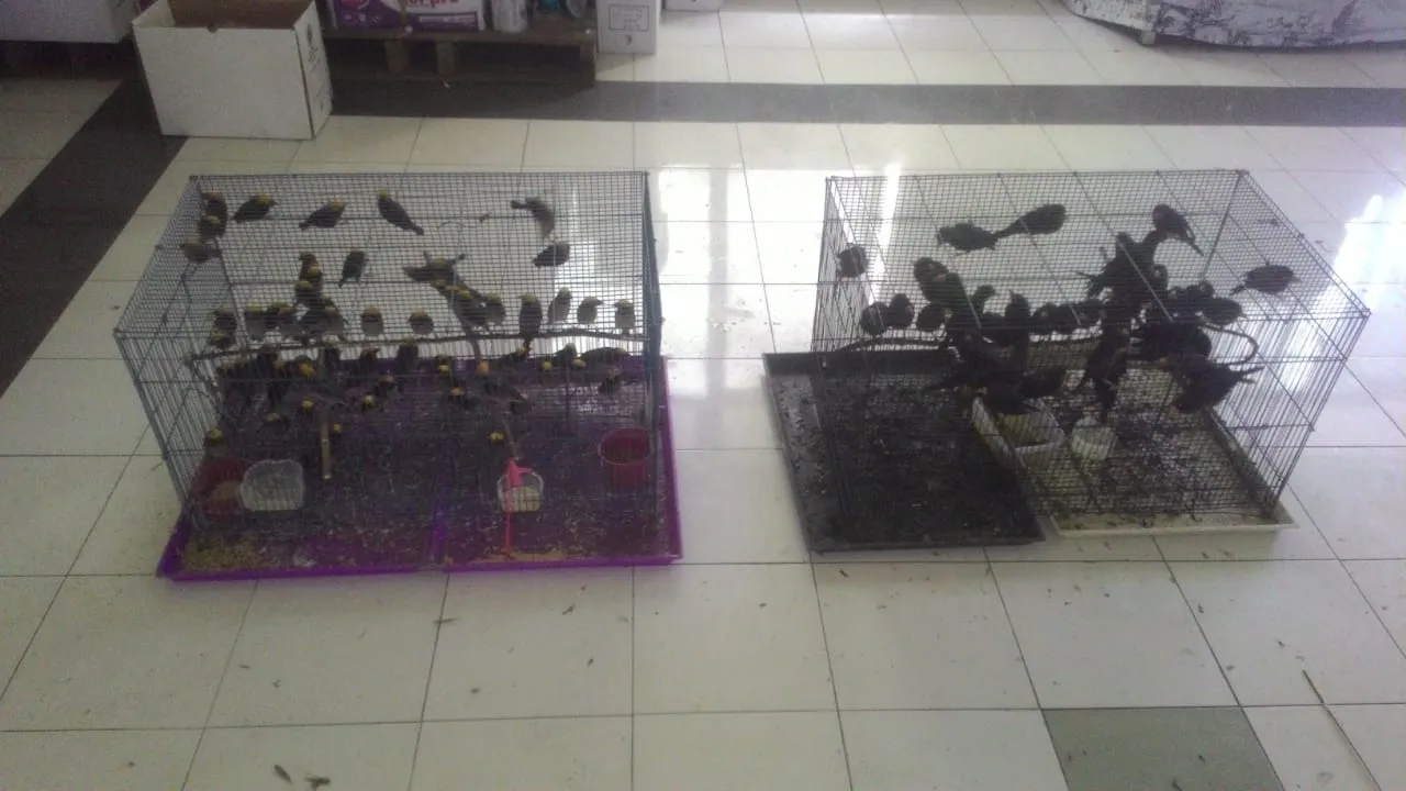 Karantina Surabaya Berhasil Gagalkan Pemasukan 223 Burung Tanpa Dokumen 