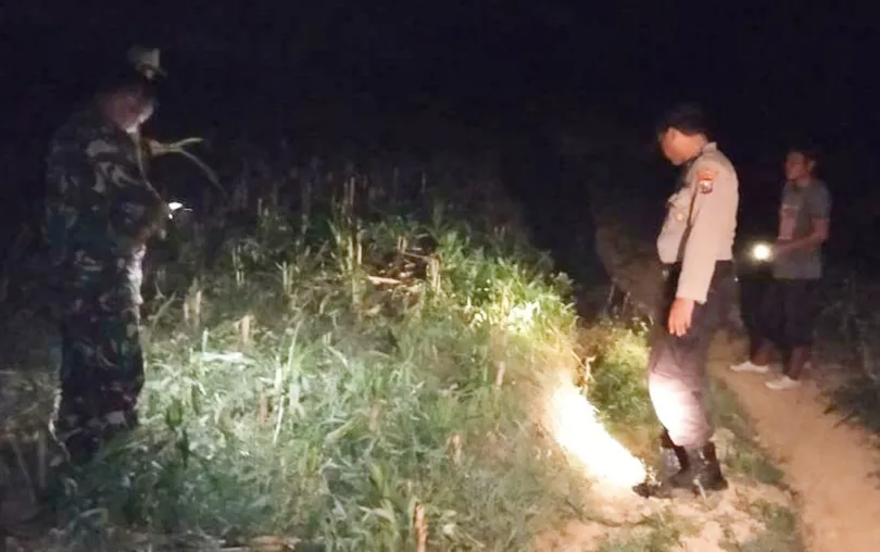 Di Bojonegoro, Ladang Jagung Dirusak Orang Tak Dikenal