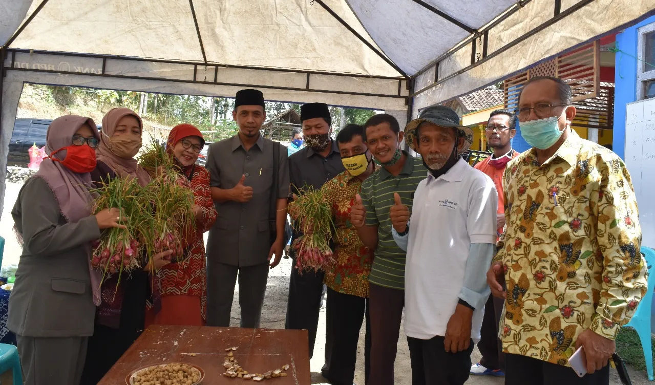 Petani Bantul Panen Bawang Merah Organik di Tengah Pendemi 