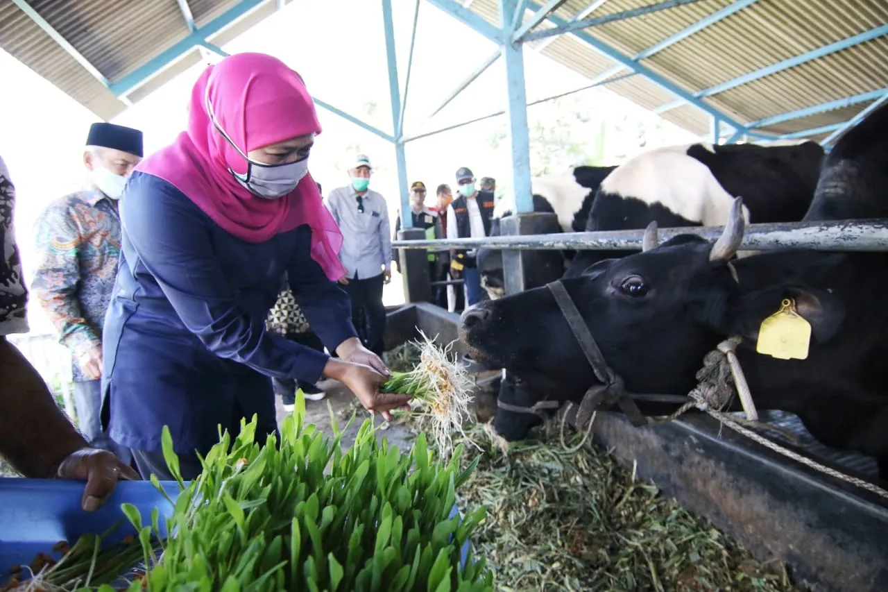 Gubernur Khofifah Dorong Industri Susu Penuhi Kebutuhan Dalam Negeri