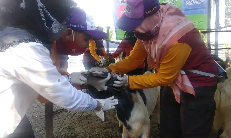 Penjualan dan Pemotongan Hewan Kurban Harus Ikuti Protokol Kesehatan