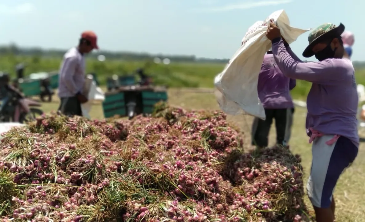 Panen Raya Petani Bawang Merah di Bantul 