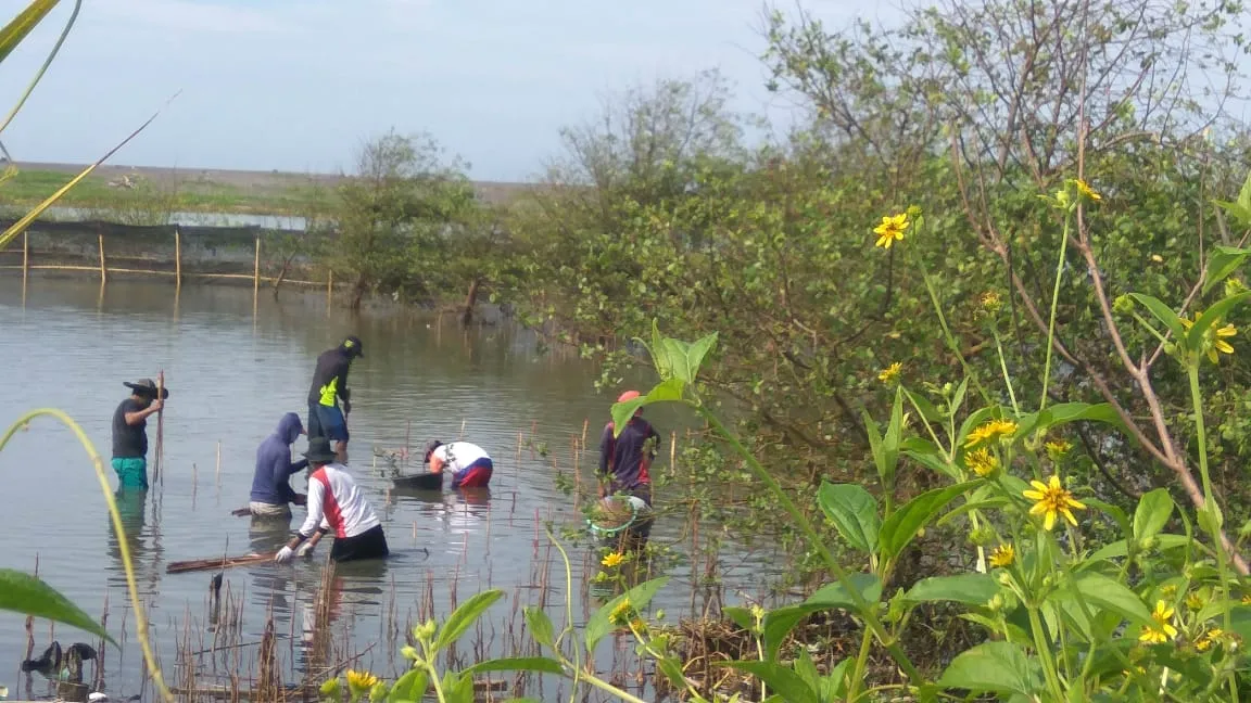 26 Ribu Bibit Mangrove Ditanam di Laguna Pantai Depok dan Samas