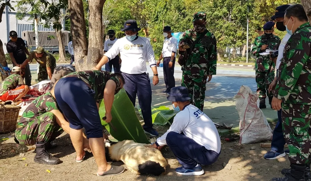 Komandan STTAL Serahkan Hewan Qurban di STTAL