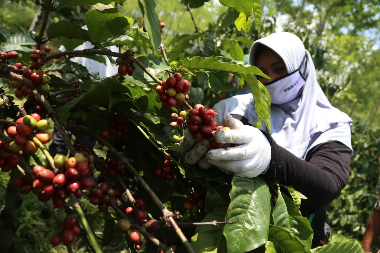 PTPN XII Targetkan Produksi Kopi 3.601 Ton Tahun Ini