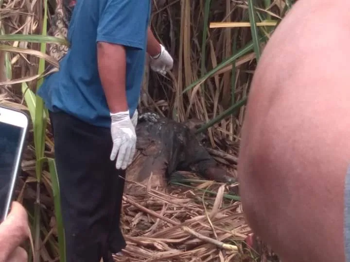 Lumajang Heboh, Mayat Membusuk Ditemukan di Tengah Kebun Tebu