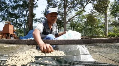 PJB Tingkatkan Penjualan Kopi Petani Andungbiru