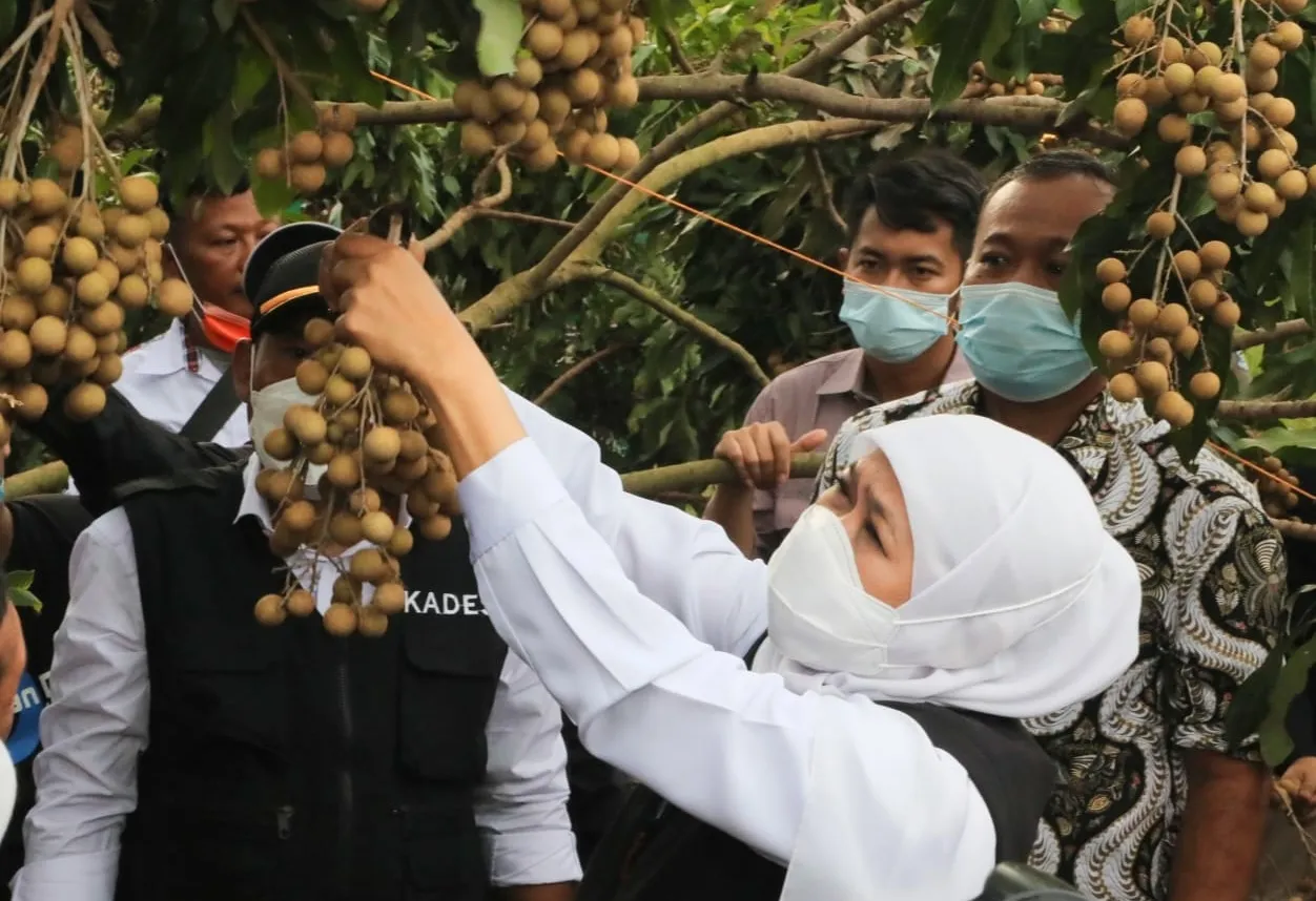 Gubernur Khofifah Puji Sistem Tumpang Sari Tripple Cropping
