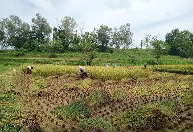 Katar Torjunan Minta Perhatian Dispertan dan KP Sampang