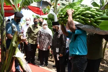 Jatim Geber Perluasan Akses Ekspor Pisang ke Pasar Global
