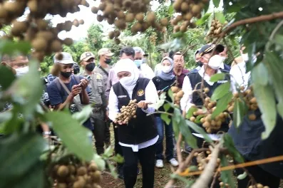 Gubernur Khofifah Panen Dua Jenis Padi Varietas Unggul di Kabupaten Malang