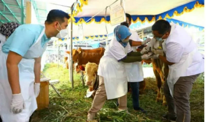 Plt Gubernur Jatim Pastikan Kualitas Hewan Terjamin Sehat