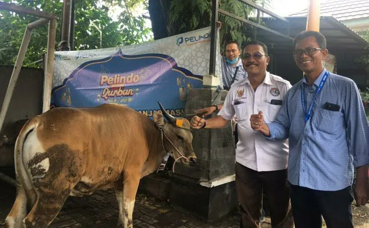 Pelindo Salurkan Ratusan Hewan Qurban