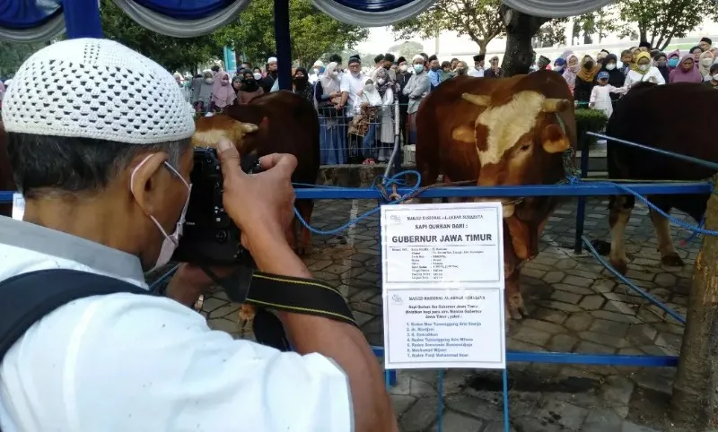 Sapi Qurban Gubernur Khofifah untuk Tujuh Gubernur Jatim Pendahulunya