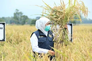 Gubernur Khofifah: Perkuat Jatim Sebagai Lumbung Pangan Nasional