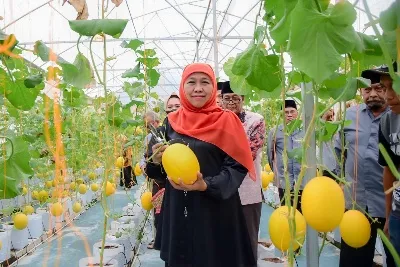 Gubernur Khofifah Panen Tiga Varietas Golden Melon