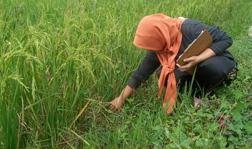 Di Madiun, 5 Hektar Sawah Terserang Rice Grassy Stunt Virus