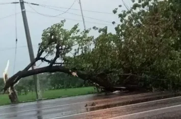 Hujan Angin Tumbangkan Pohon Peneduh di Ring Road Ngawi