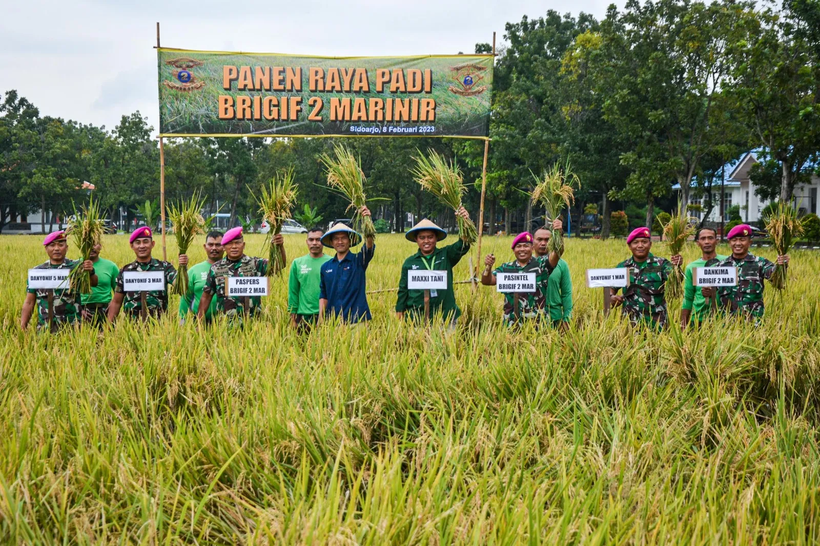 Bukti Dukung Ketahanan Pangan, Brigif 2 Marinir Panen Raya Padi 