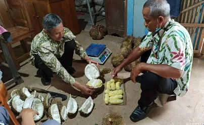 Cuaca Ekstrem Timpa Petani Durian di Madiun, Produksinya 'Longsor' 30%