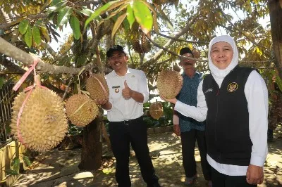 Khofifah Dorong Inovasi Petik Olah Kemas Jual Teknik Frozen Fruit 
