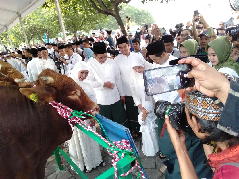 Sapi Kurban Jokowi, Gubernur Jatim dan Forkopimda Laris untuk Swafoto