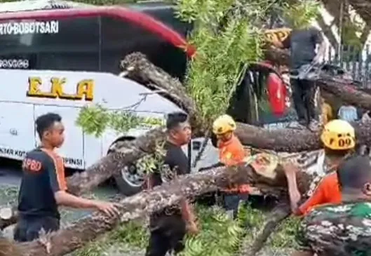 Pohon Tumbang Menimpa Bus Sedang Melintas di Magetan