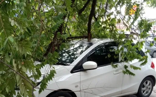 Cuaca Ekstrim di Magetan, Mobil Parkir Tertimpa Pohon Tumbang