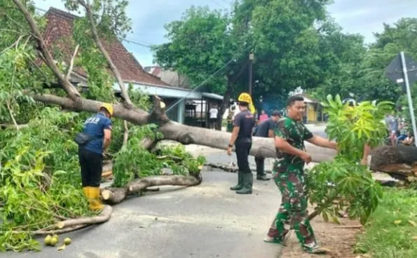 Terdera Hujan Angin, Pohon Lapuk di Magetan dan Ponorogo Tumbang