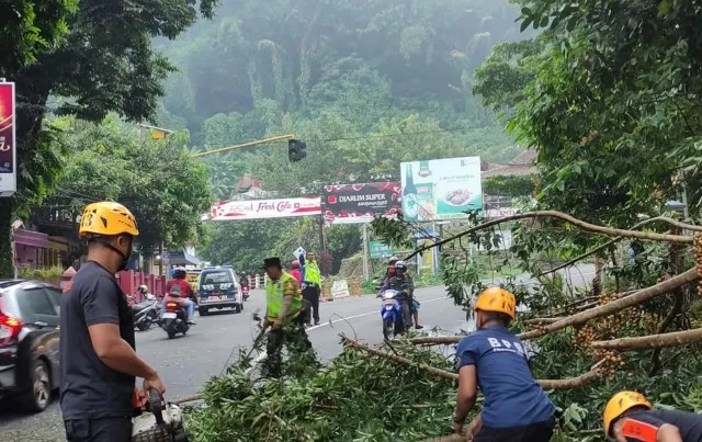 Jalur Wisata Telaga Sarangan Tersendat, Pohon Tumbang Timpa Mobil