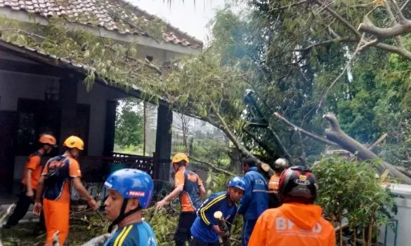 Di Terjang Hujan Angin Pohon Peneduh Tumbang, Timpa Rumah Warga