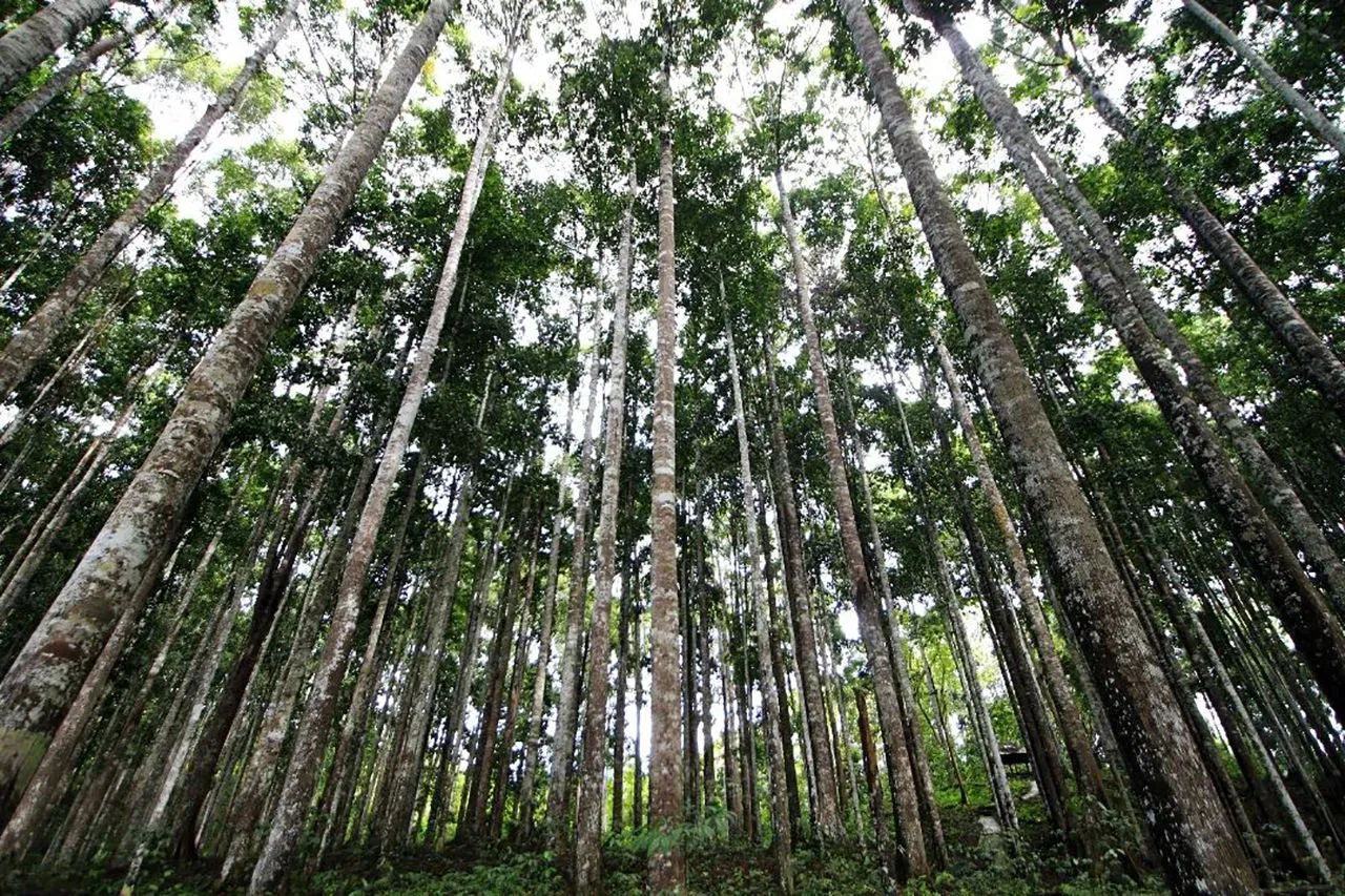 Inilah 4 Hutan Tertua di Dunia, Nomor Dua di Kalimantan