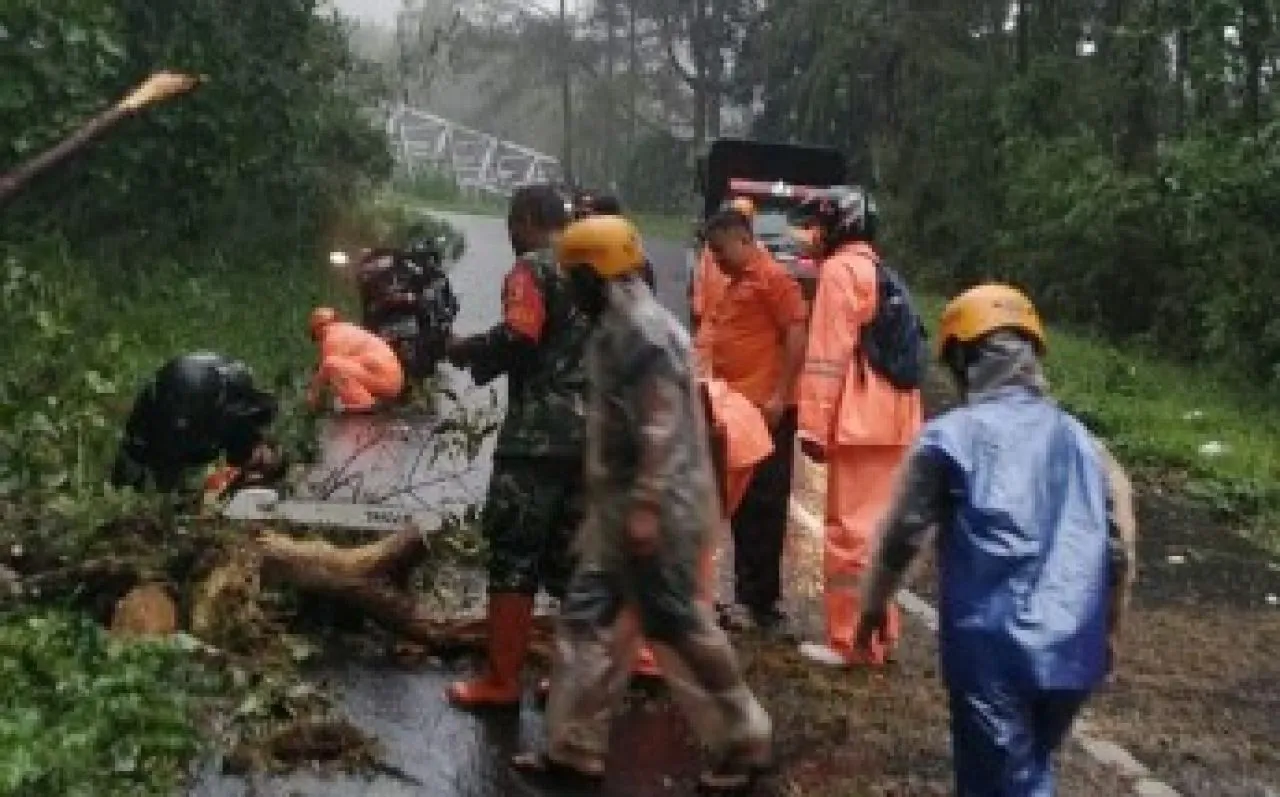Digempur Hujan Angin, Pohon Besar Tumbang di Magetan