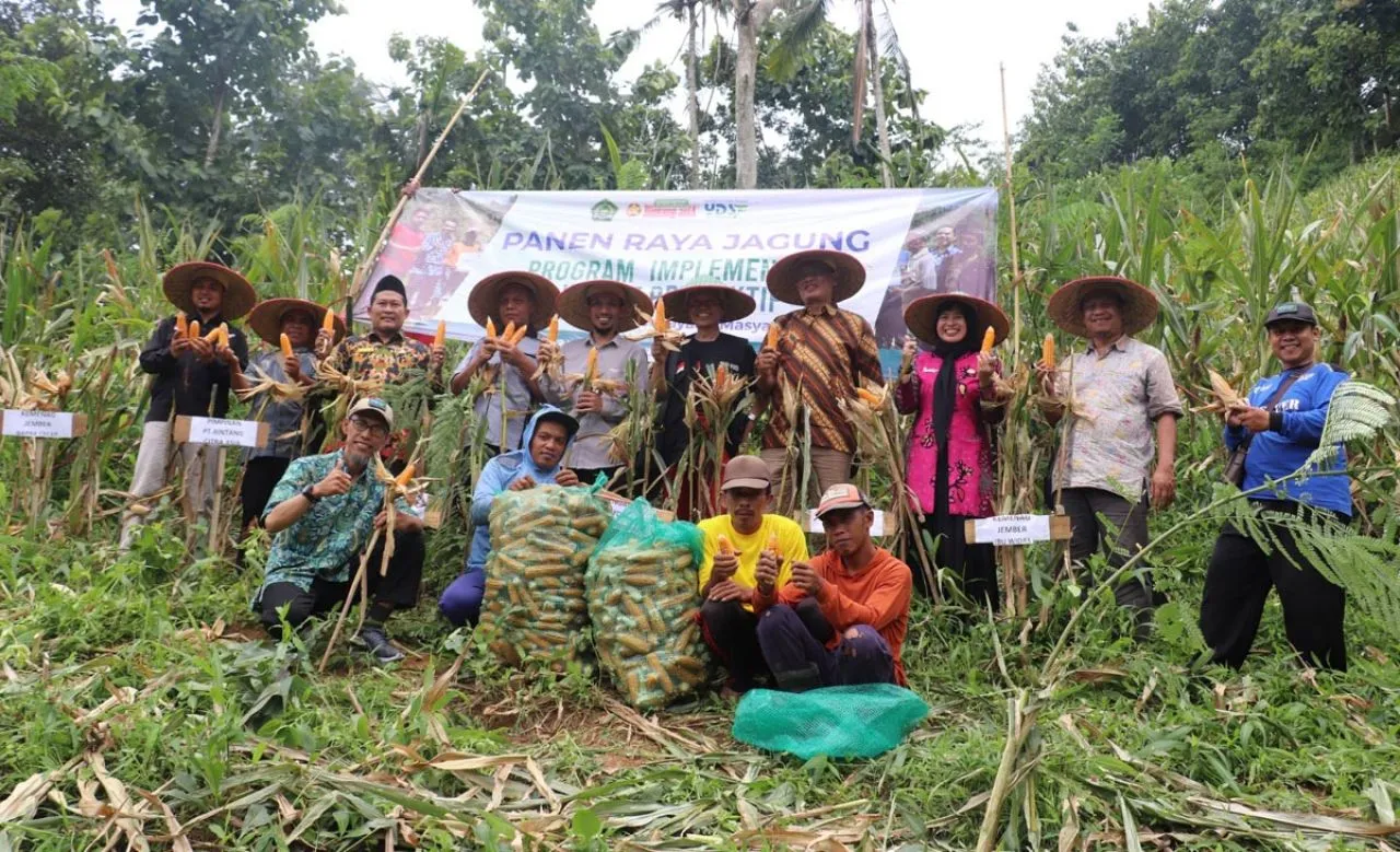 Petani Jember Panen Jagung Kering 35 Ton