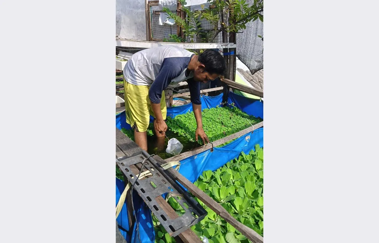Budi Daya Ikan Hias Rumahan, Novi Raup Cuan Jutaan, UMR Lewat!