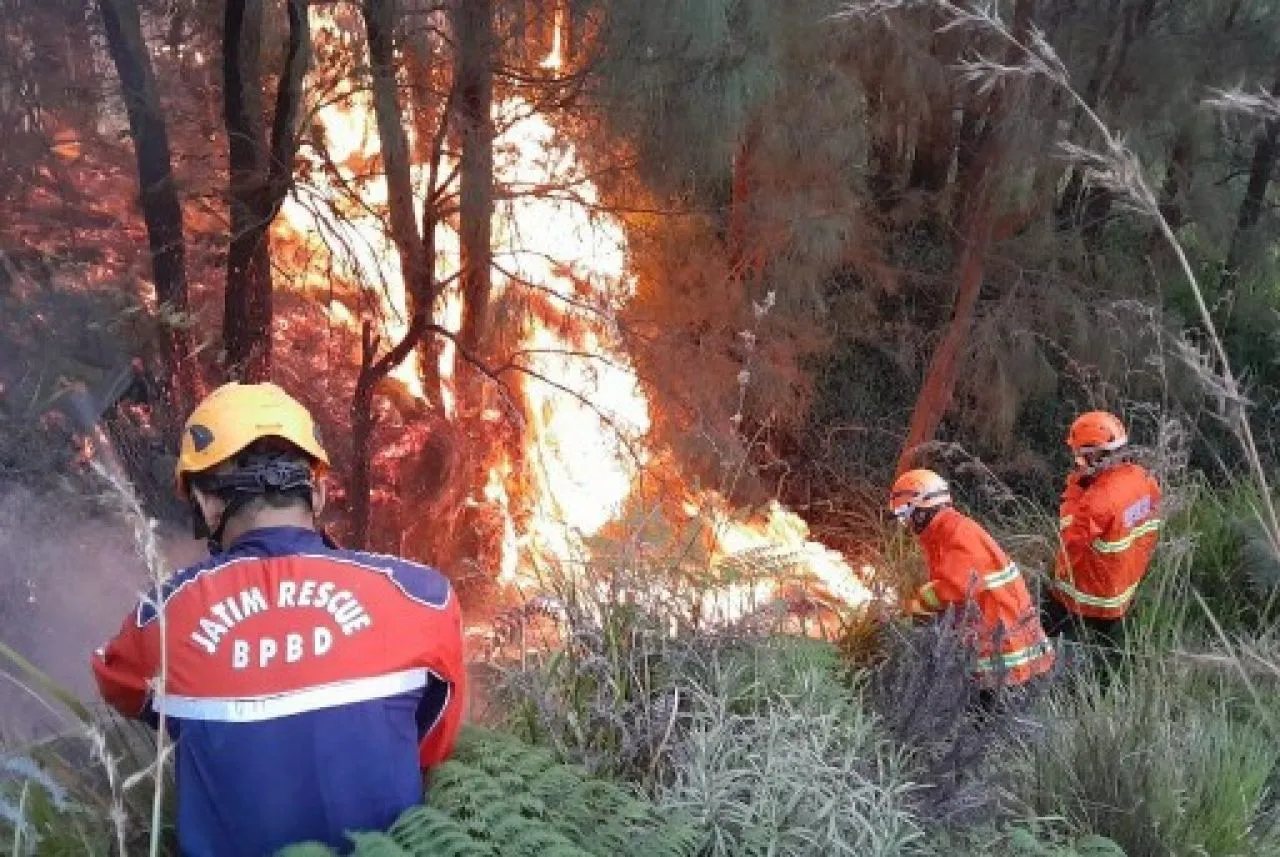 Kawasan Gunung Bromo Terbakar, TRC BPBD Jatim Berjibaku Padamkan Api