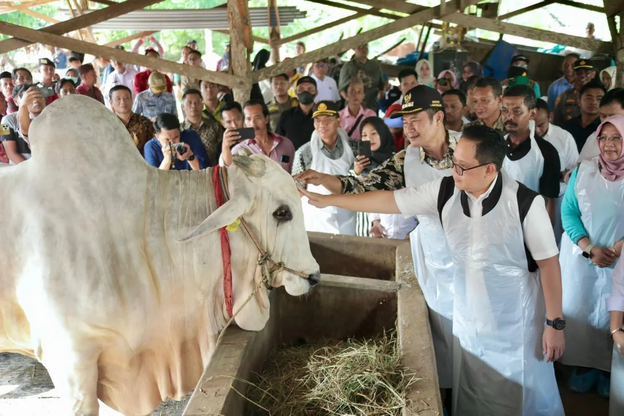 Tinjau Hewan Kurban di Lamongan, Pj. Gubernur Adhy: Jatim Siap Sambut Hari Raya Idul Adha