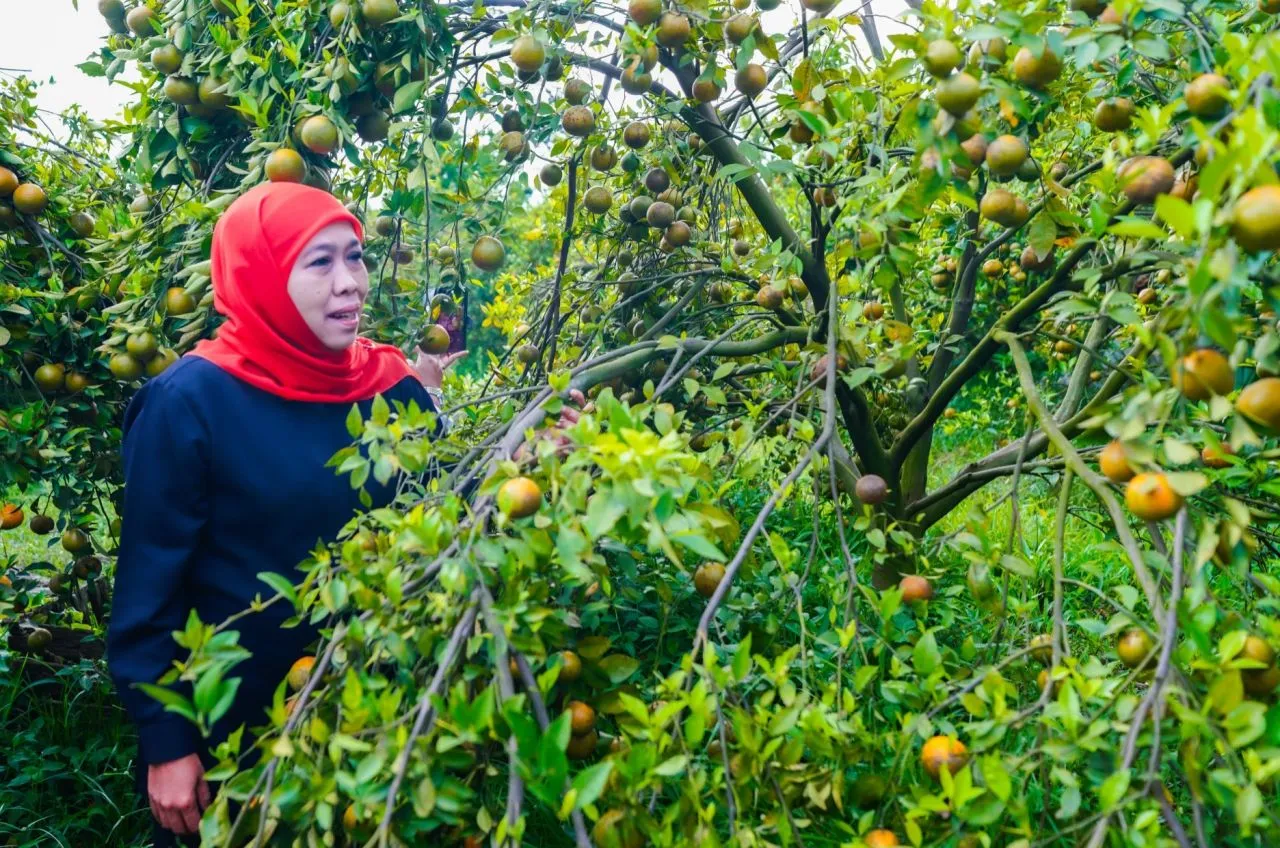 Khofifah: Sejahterakan Petani Negeri Sendiri, Ayo Konsumsi Buah Lokal