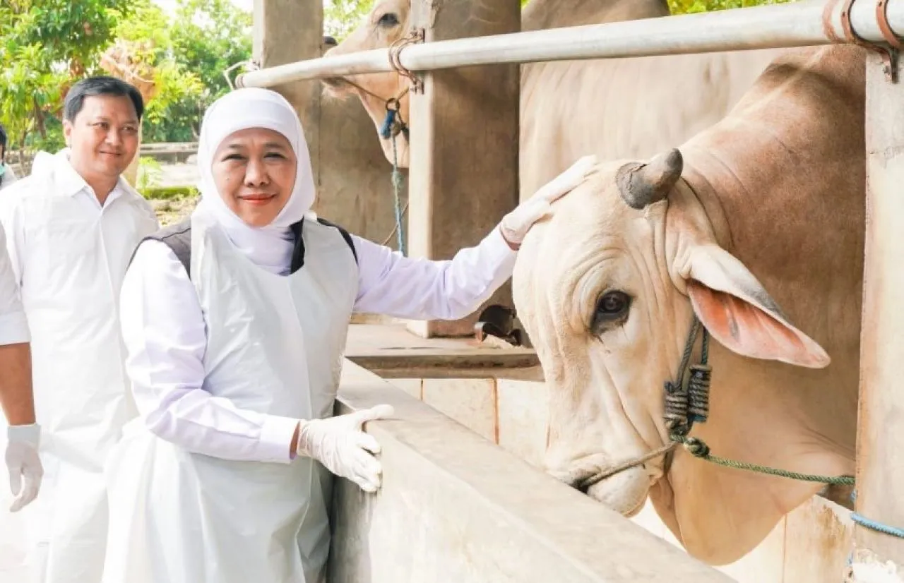 Gubernur Khofifah: Jatim Siap Suplai Hewan Kurban untuk Provinsi Lain