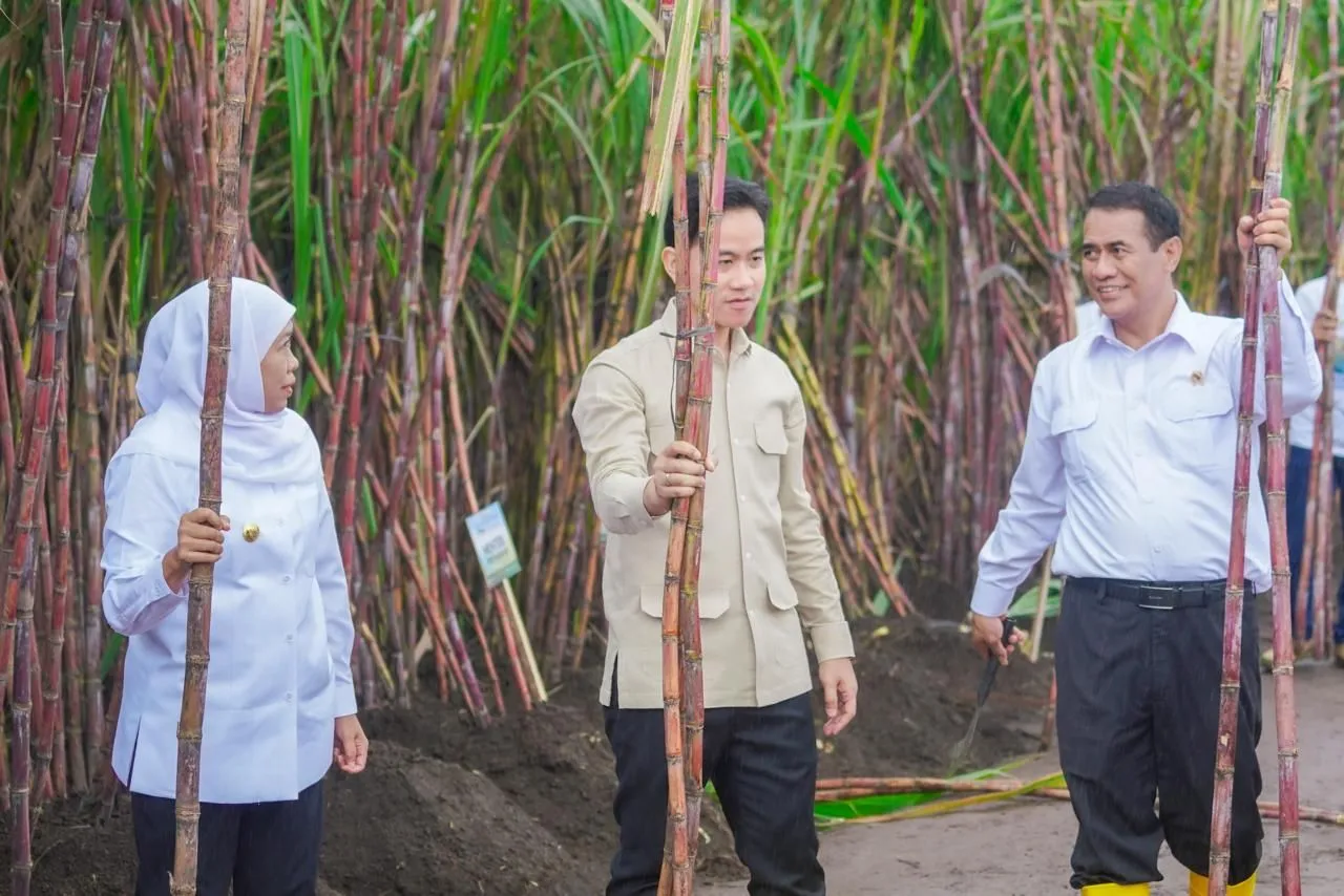 Gubernur Khofifah Dampingi Wapres Gibran Tanam dan Panen Tebu di Banyuwangi