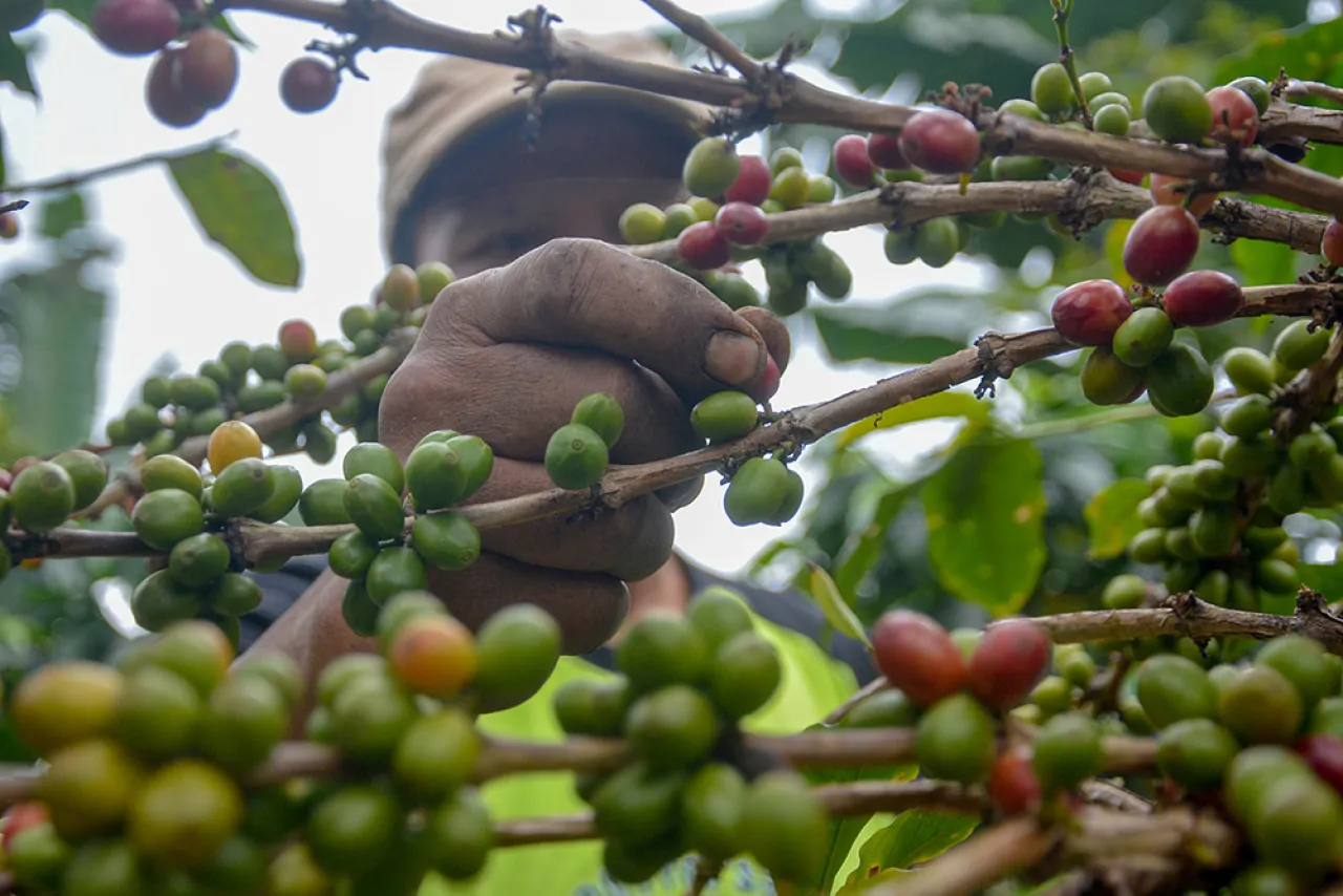 Lereng Arjuno, Ketika Kopi Menjadi Jantung Kehidupan