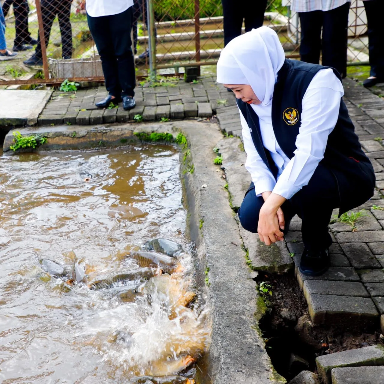 Gubernur Khofifah Memuji Budidaya Ikan Mas Punten Diskanla Prov. Jatim, di Kota Batu