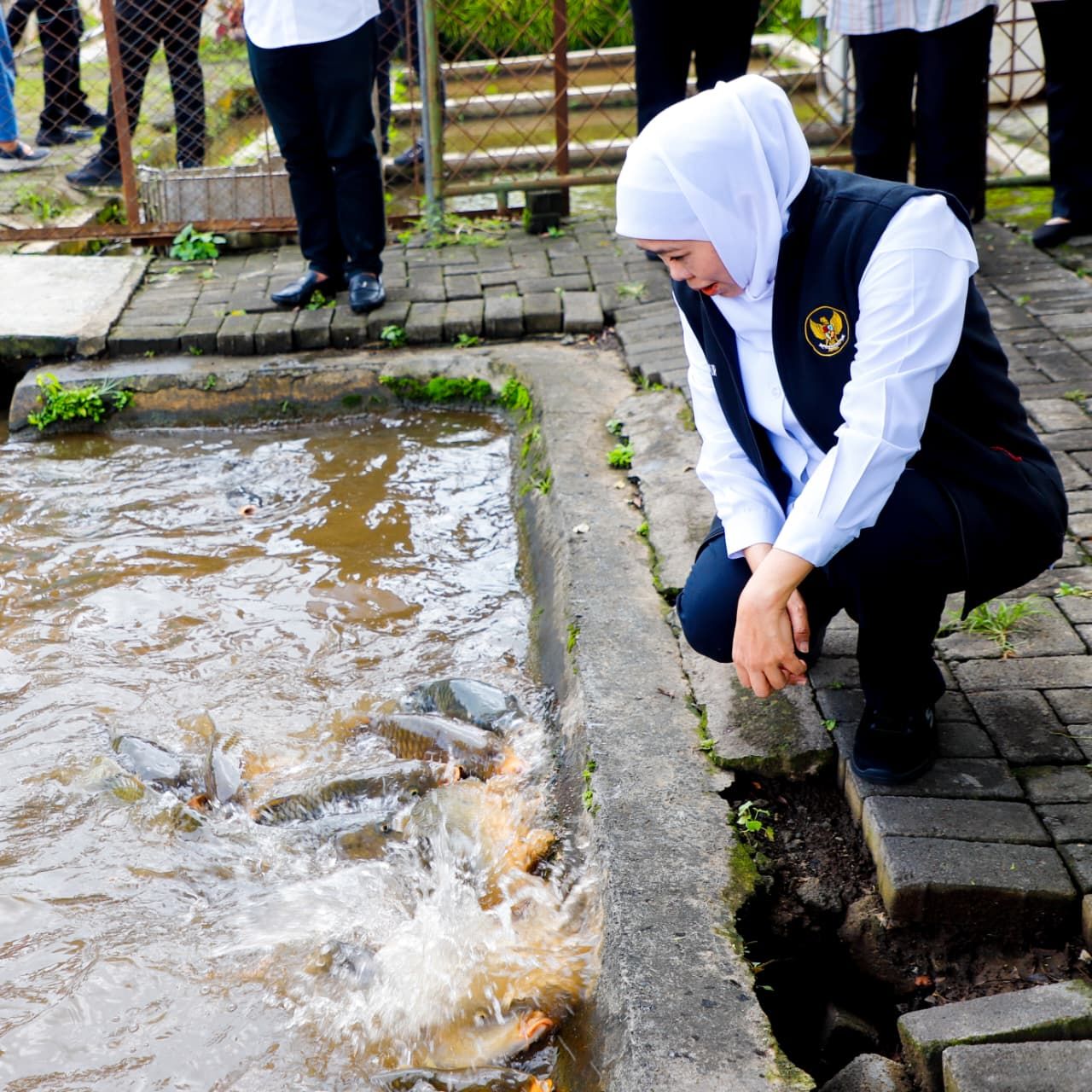 Gubernur Khofifah Memuji Budidaya Ikan Mas Punten Diskanla Prov. Jatim, di Kota Batu