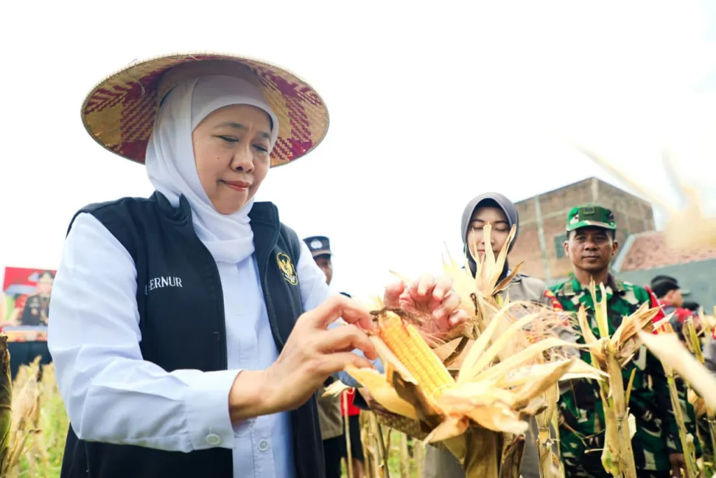Gubernur Khofifah Bersama Kapolda Jatim Panen Jagung di Sidoarjo, Proyeksikan Produksi 5,4 Juta Ton di 2026