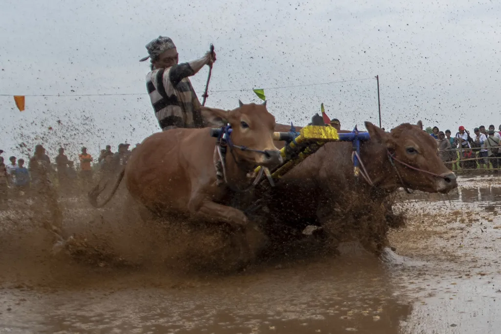 Karapan Sapeh Sakak, Harmoni Budaya dan Sportivitas Khas Probolinggo