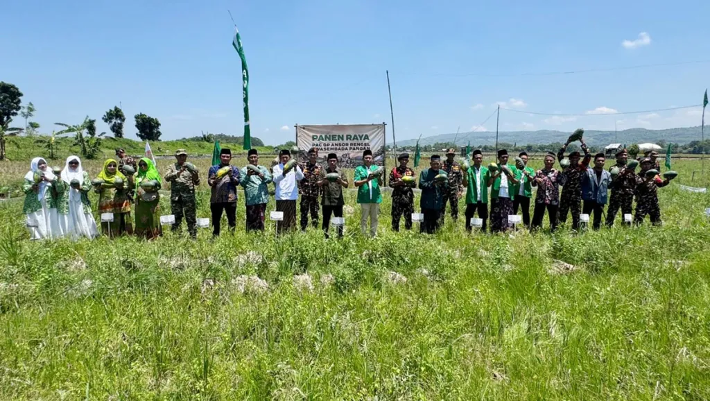 Ansor Tuban Panen Semangka Kuning, Siap Sokong Makan Bergizi Gratis