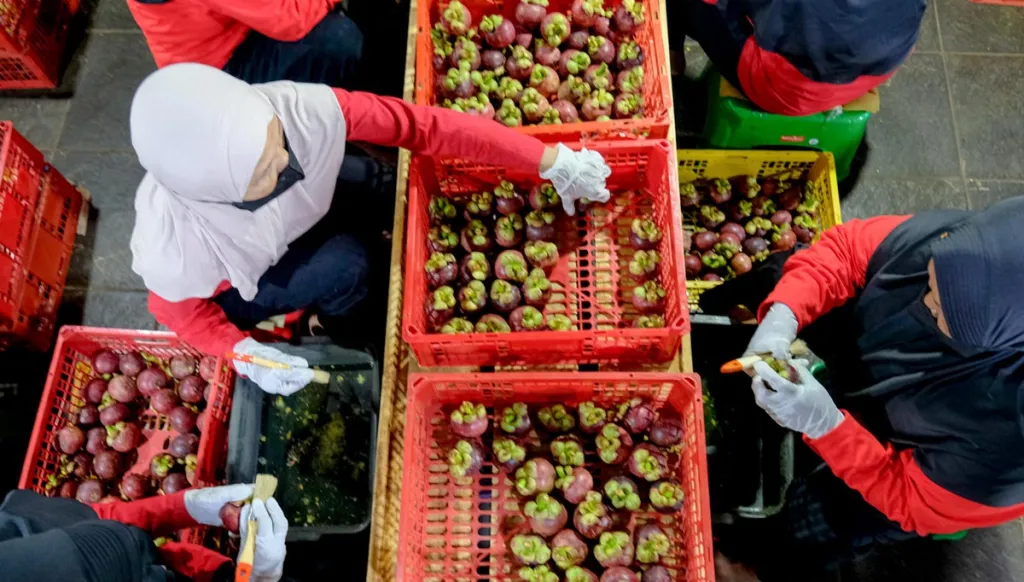 Buah Indonesia Tembus 25 Negara, Petani Ikut Sejahtera